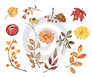 Watercolor autumn plants and leaves, flowers, isolated on white background. Thanksgiving themed illustration