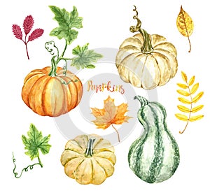Watercolor autumn pumpkins and gourds varieties, isolated on white background. Fall ripe vegetables and tree leaves