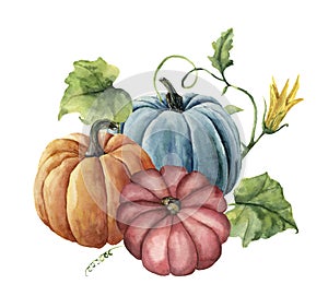 Watercolor autumn pumpkins. Hand painted bright pumpkins with leaves and flowers isolated on white background. Botanical