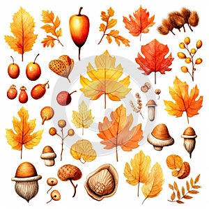 Watercolor autumn set cliparts, leaves, acorns, mushrooms, berries, pine cones isolated on white background.