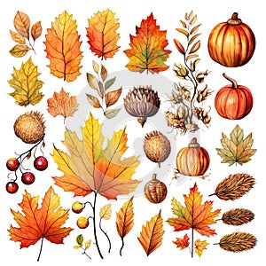 Watercolor autumn set cliparts, leaves, acorns, mushrooms, berries, pine cones isolated on white background.