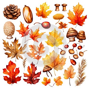 Watercolor autumn set cliparts, leaves, acorns, mushrooms, berries, pine cones isolated on white background.