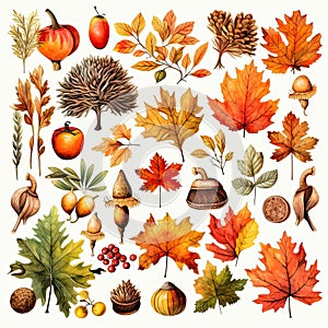 Watercolor autumn set cliparts, leaves, acorns, mushrooms, berries, pine cones isolated on white background.