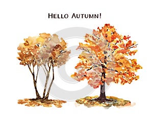 Watercolor autumn tree illustration. Hand painted fall trees with colorful foliage. Nature landscape clipart