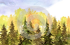 Watercolor autumn trees of yellow, red, orange color.Watercolor group of trees - fir, pine, cedar, fir-tree. green forest, landsca