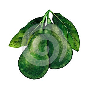 Watercolor avocado fruits and leaves isolated on white background