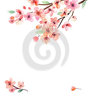 Watercolor background with pink sakura