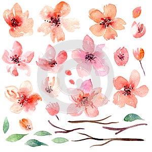 Watercolor background with pink sakura