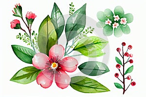 Watercolor Background of red flowering cherry stem green leaves Floral set on white background