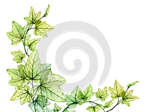 Watercolor background with transparent leaves. Banner with fresh English ivy plant and place for text. Corner