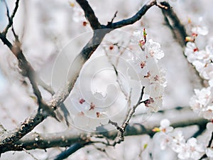 Watercolor background. White sharp and defocused flowers blooming tree. Apricot flowers. Blooming tree branches with white flowers