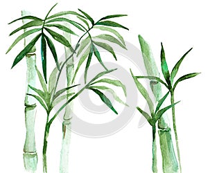 Watercolor bamboo illustration