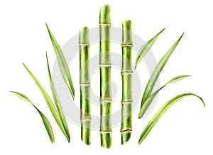 Watercolor bamboo plants. Set of three stems and separate leaves. Collection with design elements. Realistic botanical