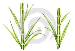 Watercolor bamboo plants. Set of two stems and leaves. Composition with fresh greenery. Realistic botanical illustration
