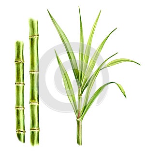 Watercolor bamboo plants. Set of two stems and separate big branch with leaves. Collection with design elements