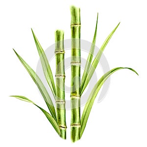 Watercolor bamboo stems and leaves. Composition with greenery. Realistic botanical illustration with fresh bamboo plant