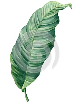 watercolor banana palm leaf illustration, vibrant tropical foliage, isolated botanical nature clipart for design decor photo