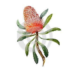 Watercolor banksia flower photo