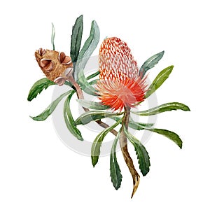 Watercolor banksia flower composition