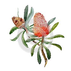 Watercolor banksia flower vector composition