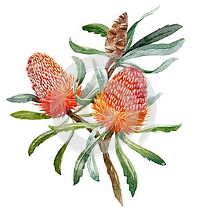 Watercolor banksia flower vector composition