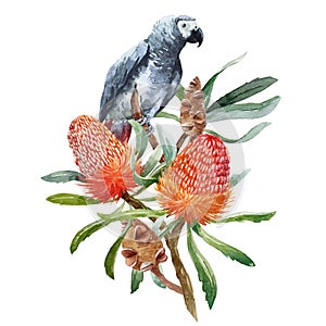 Watercolor banksia flower vector composition