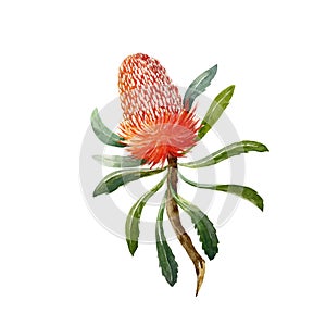 Watercolor banksia vector flower photo