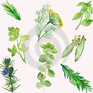 Watercolor banner of spicy plants. Green seasoning plants isolated on white background. Spicy herbs: coriander, rosemary, parsley