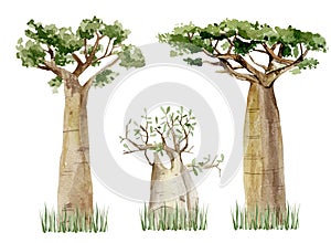Watercolor Baobab tree set isolated on white background. Hand drawn illustration of nature Africa.