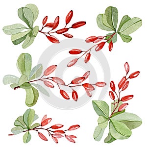 Watercolor Barbery plant. Specie floral. Green plant with red berries for baby shower card, bridal card