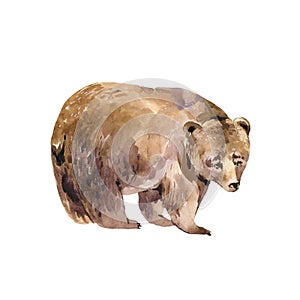 Watercolor bear isolated on white background. Forest animals illustration