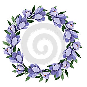 Watercolor beautiful floral wreath of blue spring crocus flowers
