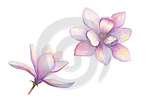 Watercolor beautiful magnolia flowers set isolated on white background. Watercolour elegant botanical illustration