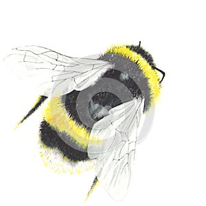 Watercolor bee isolated on white