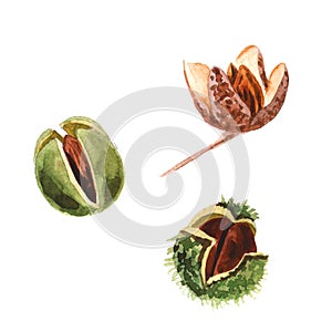 Watercolor beech nuts isolated on a white background