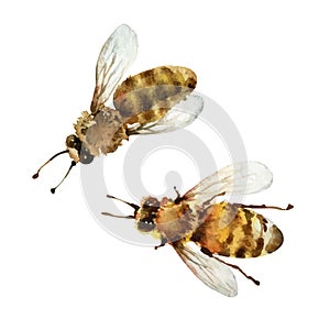 Watercolor bees on white background