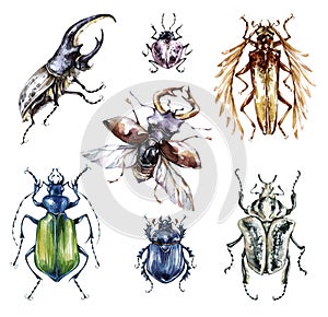 Watercolor beetles collection on a white background. Animal, insects. Entomology. Wildlife. Can be printed on T-shirts