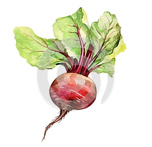 Watercolor beetroot with leaves isolated on white background