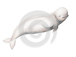 Watercolor beluga isolated on white background. Hand painting realistic Arctic and Antarctic ocean mammals. For