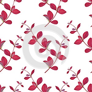 Watercolor Berberis branch seamless pattern. Botanical stock vector illustration