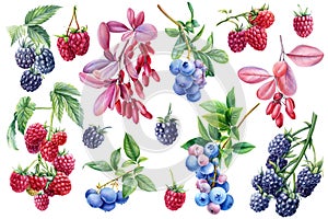 Watercolor berries raspberry, blackberry, blueberry and barberry on isolated white background, botanical illustration