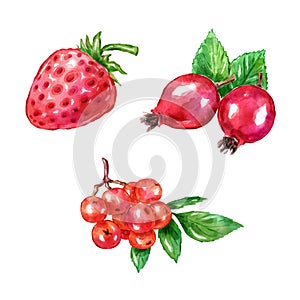 Watercolor berries set with strawberry rosehips rowan