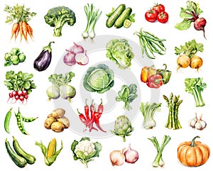 Watercolor big set of vegetables isolated on white background