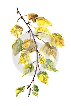 Watercolor birch twig isolated on a white background