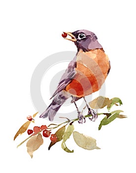 Watercolor Bird American Robin On The Branch With Berries Hand Painted Illustration Isolated on white background