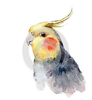 Watercolor Bird Cockatiel Parakeet Hand Drawn Summer Tropical Illustration isolated on white background