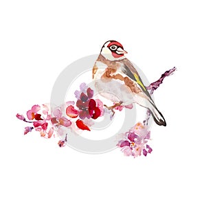 Watercolor bird goldfinch on sakura tree branch, isolated on white background.Cherry blossom illustration