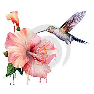 Watercolor Bird Hummingbird Flying Around the Fuchsia Flowers Summer Garden Illustration Set isolated on transparent