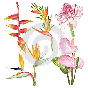 Watercolor bird of paradise flowers floral paint illustration with clipping parts isolated on white background