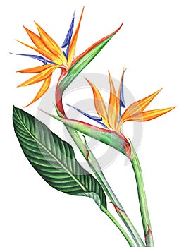 Watercolor Bird of Paradise flowers isolated on white background.
